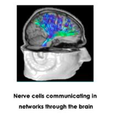 Nerve cells, ADHD