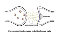 Neve signal, ADHD