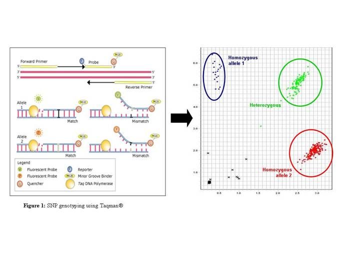 genotyping diagram