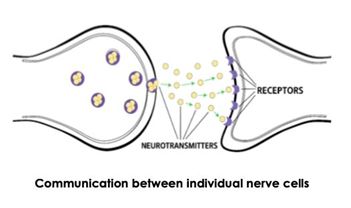 individual verve cells