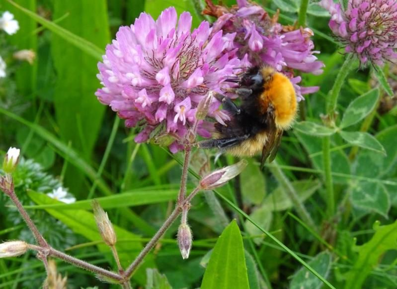 Moss carder bumblebee on a flower, Copyright The Trustees of the Natural History Museum, London