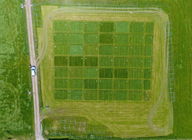 ground view of the plots from the first LegacyNet experiment, located at Teagasc, Johnstown Castle, Co Wexford, Ireland. Credit: John Finn.