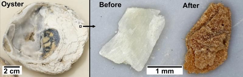 The process of mineralisation on an oyster shell.