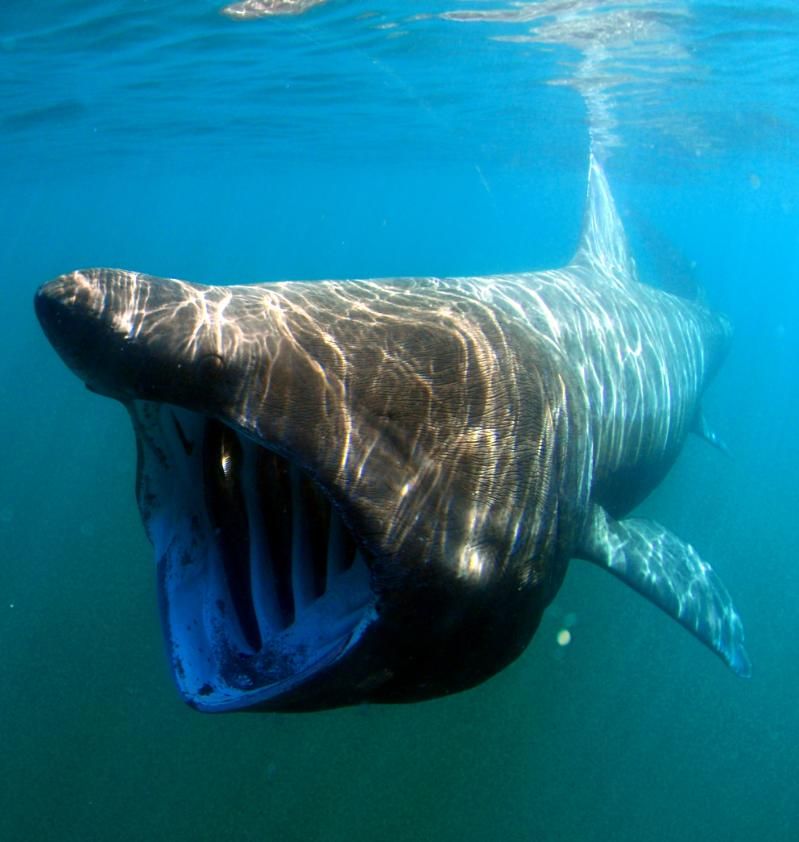 A basking shark swims with its mouth wide open, filter feeding. Photo Credit: Greg Skomal.