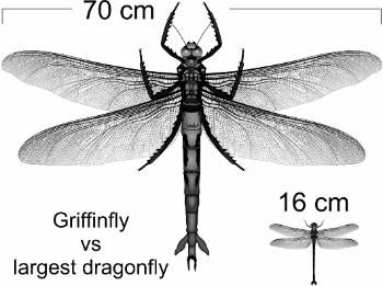 A schematic comparing the size of 300-million-year-old griffinflies with modern-day dragonflies.
