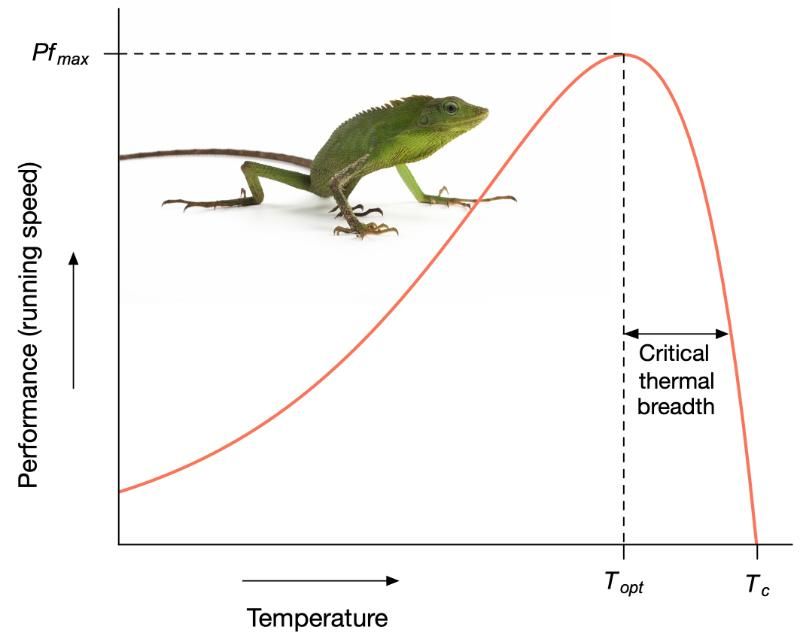Lizard running performance as an example of a thermal performance curve