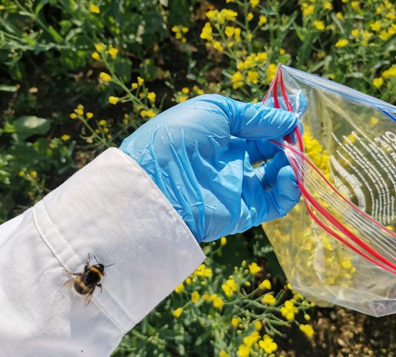 A researcher collects oilseed rape while wearing a white lab coat and blue glove. A bumble bee sits on the lab coat.