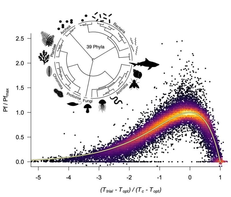 A universal thermal performance curve emerges across species as temperatures vary.