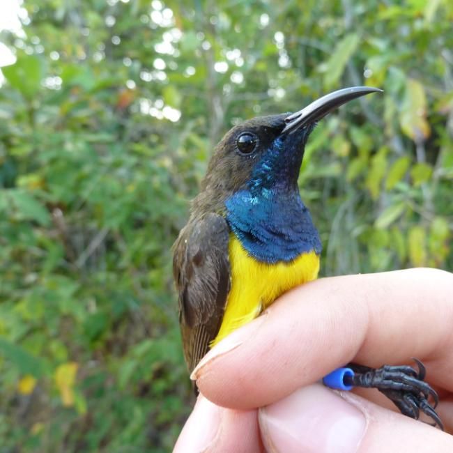 A beautiful blue and yellow sunbird.