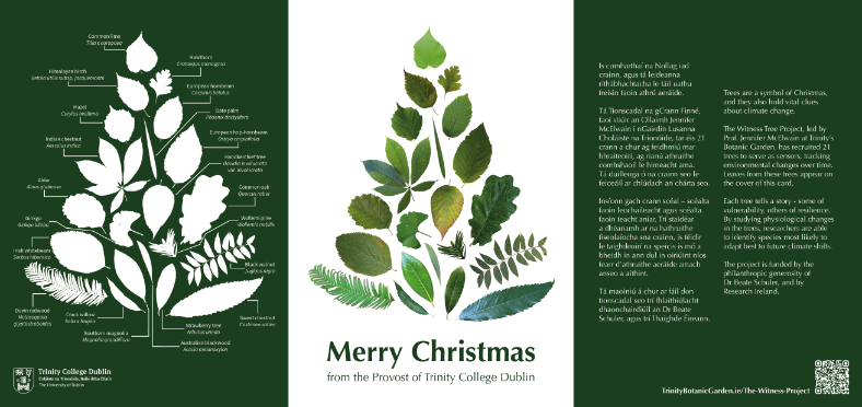 A 3-panel illustration featuring the leaves of 21 trees from the witness tree project, arranged in the formation of a Christmas Tree. The middle panel displays the trees in colour, while a panel to the left displays the leaves in white, and arrows point to the names of each one. The panel to the right contains information about the Witness Tree Project which can be read in the PDF file..