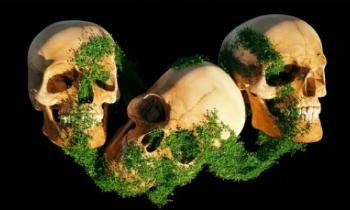 Image of 3 skulls with foliage growing over them