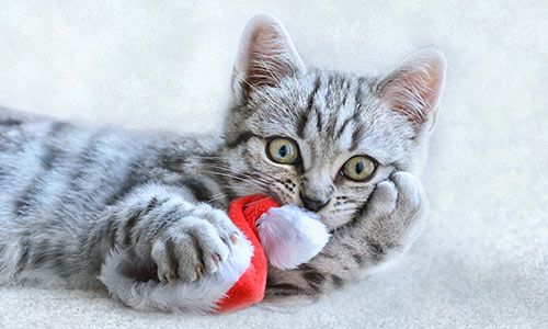 News cat